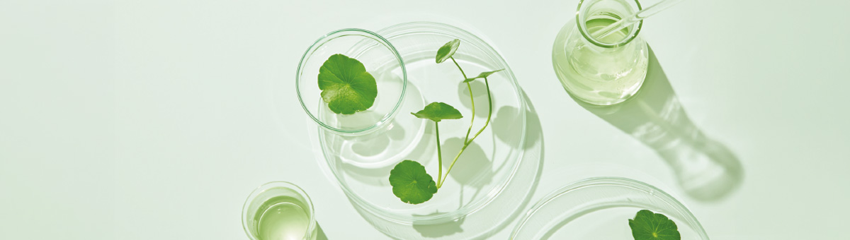 akne-ucinne-aktvni-latky-yellow-rose-charde